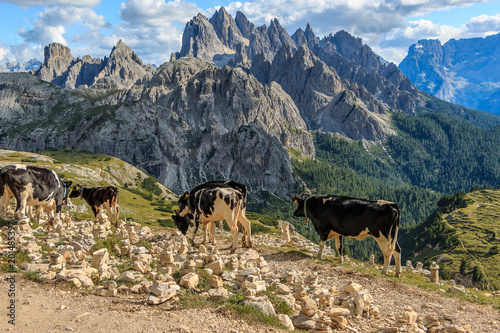 Kuh, Kühe auf einer Hochalm in den Dolomiten, Italien_002 photo