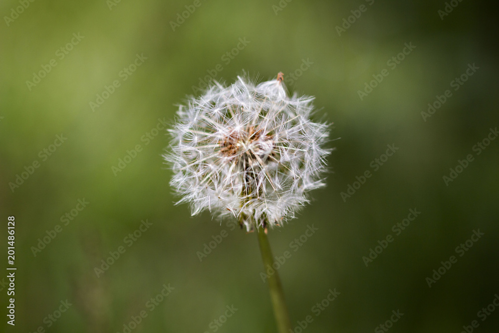 Fototapeta premium Dent de lion 