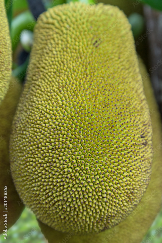 Close-up of a wild jackfruit (Artocarpus heterophyllus) (also known as jack tree, fenne, jakfruit, jack or jak) in Luang Prabang, Laos. Close-up of a wild jackfruit (Artocarpus heterophyllus) (also known as jack tree, fenne, jakfruit, jack or jak) in Luang Prabang, Laos.