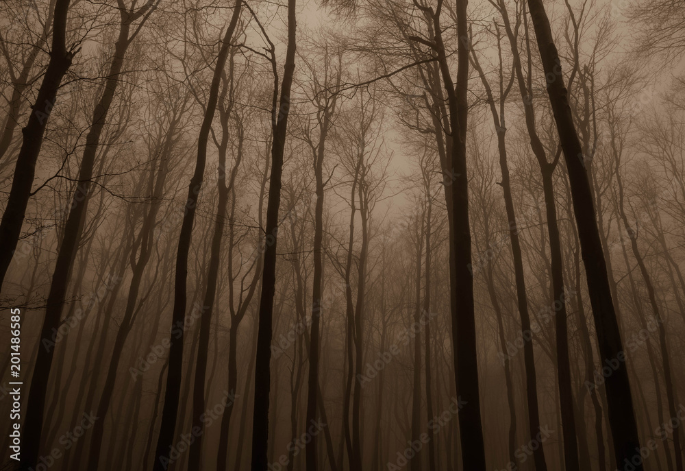 Obraz premium The foggy thoughts