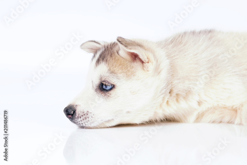 The portrait of a sad grey and white Siberian Husky puppy with blue eyes lying indoors on a white background
