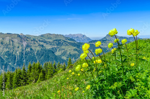 The Swiss resort Engelberg. Landscape of the mountain ridge and yellow alpine tulips