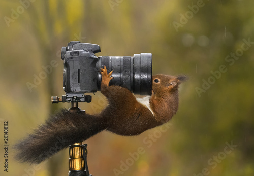 Squirrel looking into the lens of a camera photo