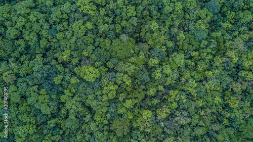 Foto Aerial top view forest, Texture of forest view from above.