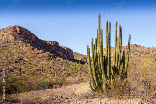 Organ Pipe Cactus at Organ Pipe Cactus National Monument, AZ, USA