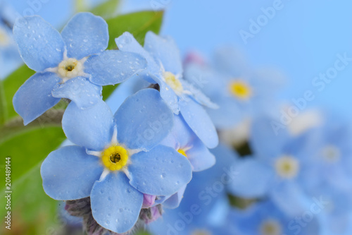Fototapeta Naklejka Na Ścianę i Meble -  Forget me not flower closed up beautiful background