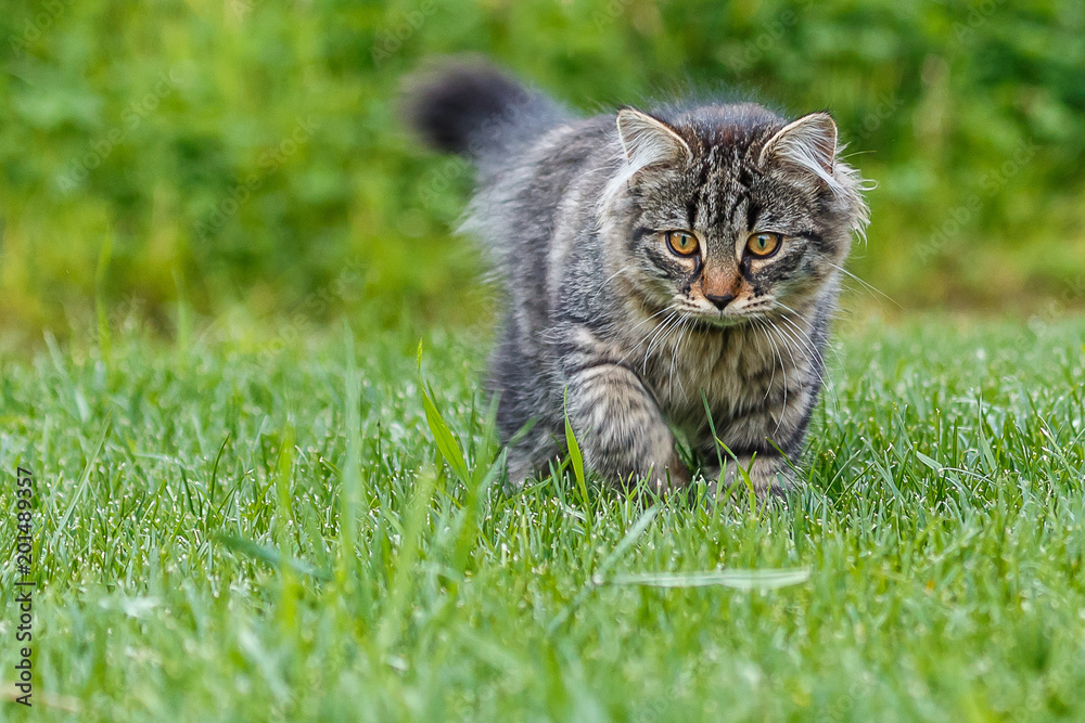 Kleine Katze die im Gras spielt_002