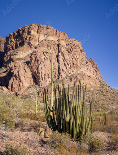 Organ Pipe Cactus and Saguaro at Organ Pipe Cactus National Monument, AZ, USA