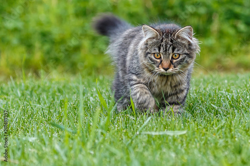 Kleine Katze die im Gras spielt_002