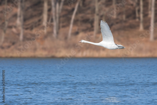 Mute Swan Flies Over A Blue Lake photo