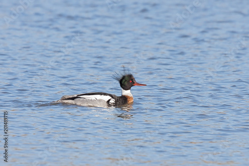 Red-breasted Merganser Floats on a Lake