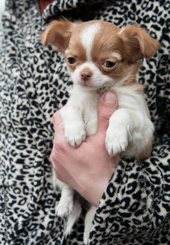 one Chihuahua puppy
