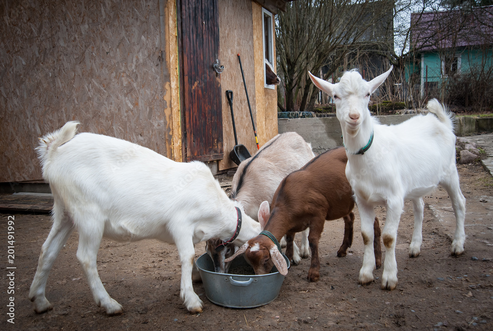 Obraz premium goats domestic on the street