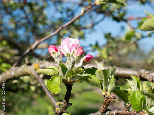 fruehling photo