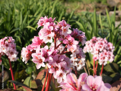 fruehling