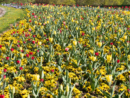 fruehling