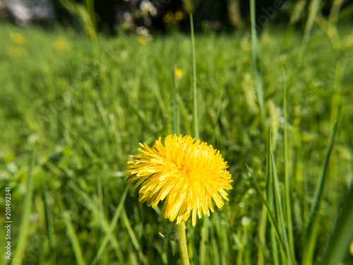 fruehling