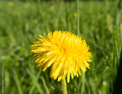 fruehling