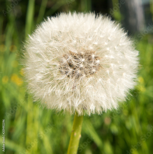 fruehling