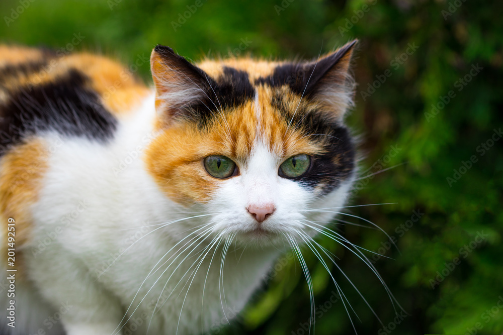 domestic cat staring at the camera, close up domestic cat staring at the camera, close up