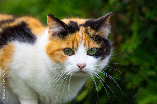 Fototapeta Naklejka Na Ścianę i Meble -  domestic cat staring at the camera, close up