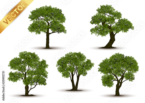 Beautiful tree Realistic  on a white background.