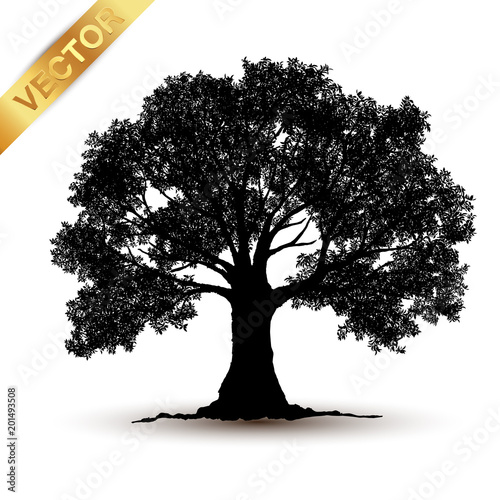 tree silhouette isolated on white background.