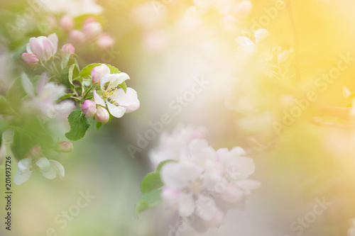 White apple blossoms in springtime garden against defocused soft background.
