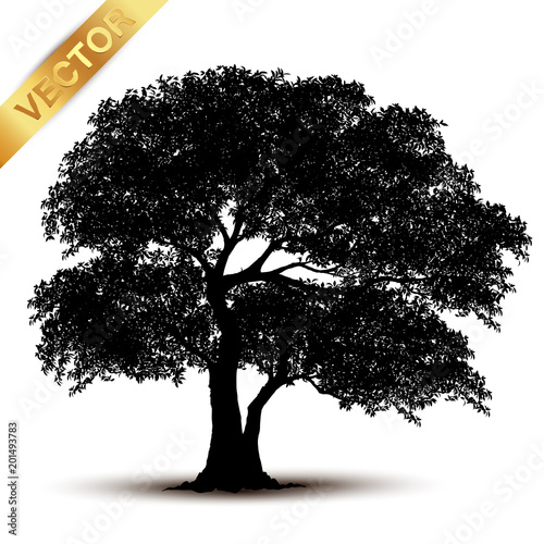 tree silhouette isolated on white background.