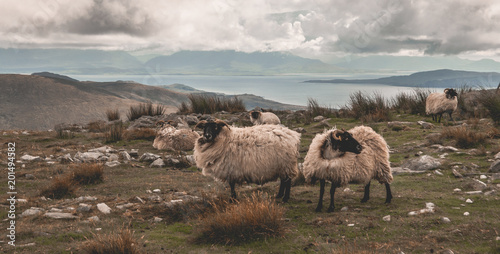 Mountain Top Achill Sheep