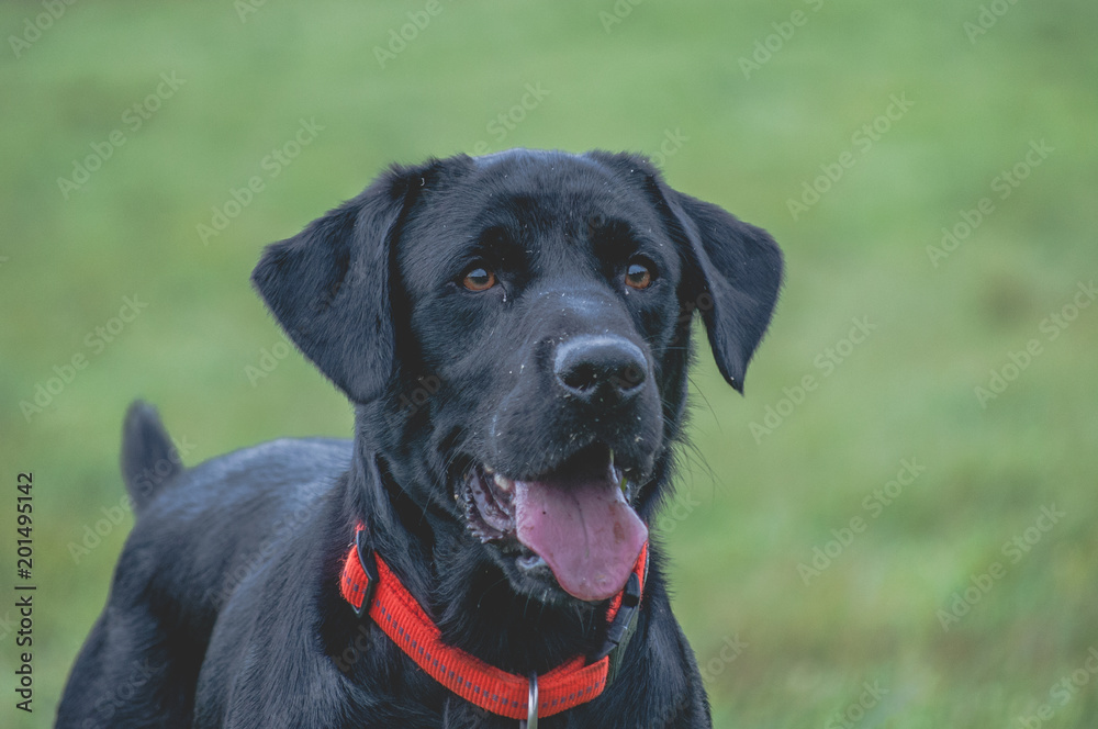 Panting Black Labrador Portrait