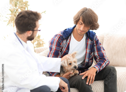 veterinarian conducts an examination of the Yorkshire terrier.