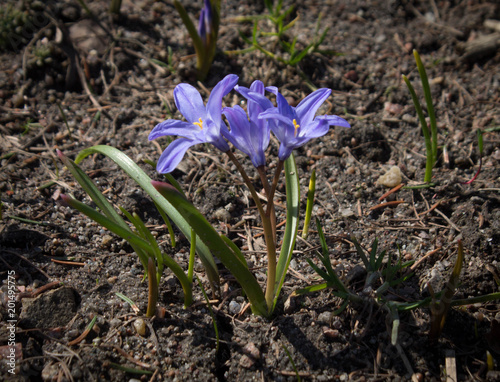 blue first spring flowers  grow in soil