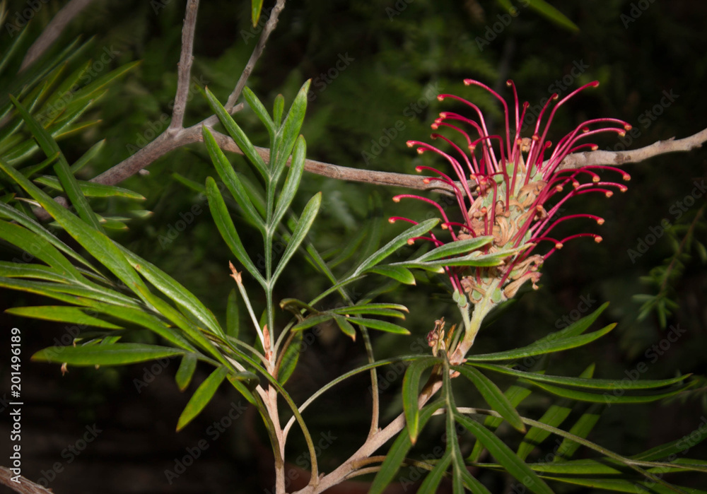 bright red - pink fluffy flower, subtropical plant bright red - pink fluffy flower, subtropical plant