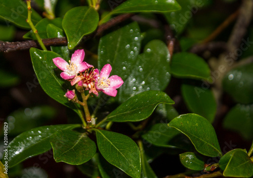 small pink flowers on a background of green foliage. subtropical plant