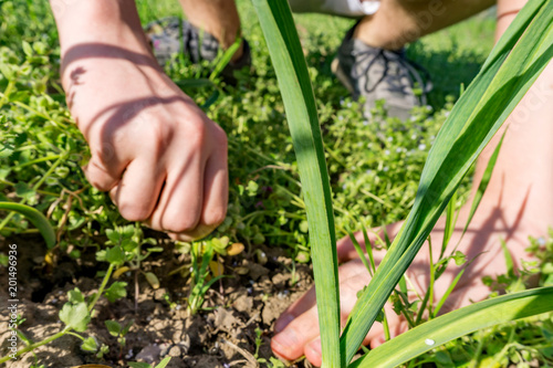 Close-up of the hands of a teenager weeping levels with green garlic in early spring. Cleaning of weeds. Concept agro culture and farming. Fokus on the garlic.