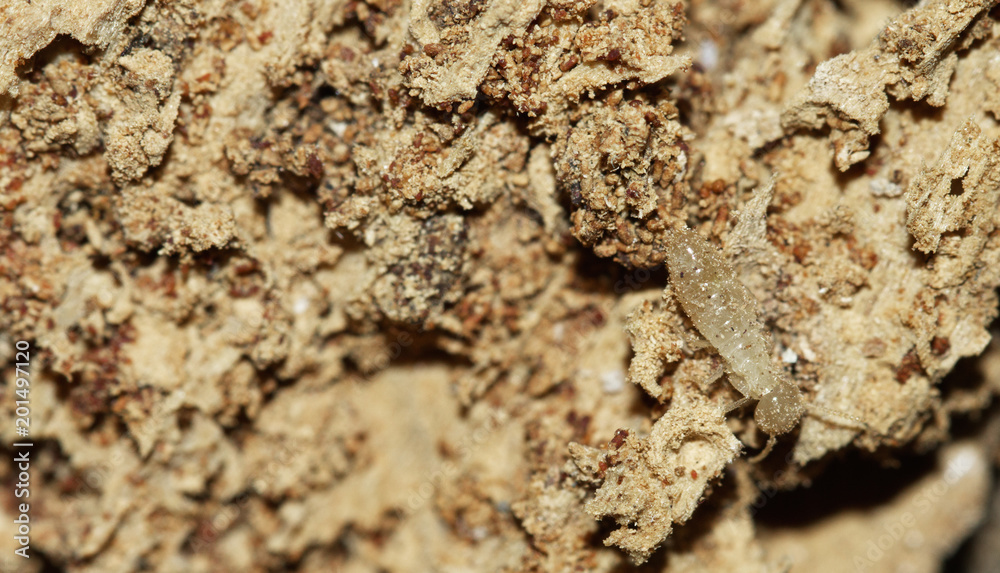 Termite worker over rotten wood Termite worker over rotten wood