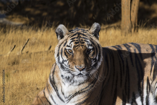 Fototapeta Naklejka Na Ścianę i Meble -  Bengal tiger in golden meadow early morning closeup, Bandhavgarh, India