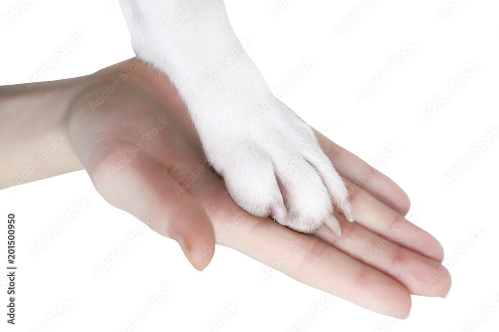 Woman is giving a high give to the paw dog. Woman is giving a high give to the paw dog.