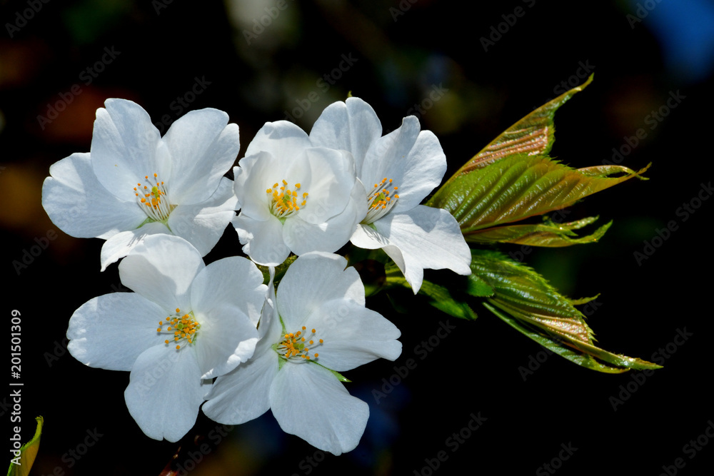 Fototapeta premium 大島桜（オオシマザクラ）/葉が出てから花が咲く。食用に成る葉の色が黄緑であるため山桜と区別できる。数千本の中なら最も良い花を咲かせる木を厳選して撮影。