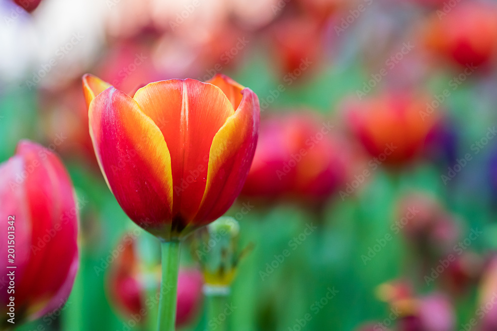 Red tulips in the garden Red tulips in the garden