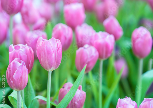 Pink tulips in the garden