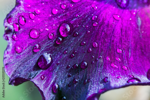Purple flower petals with water drops on it. Close up