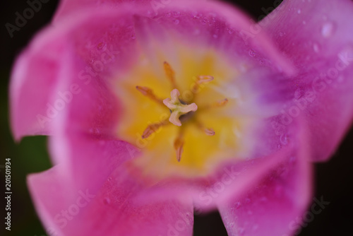 Top view of the pink tulip with water droplets on the petals.
