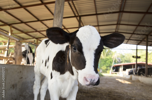 young black and white calf at dairy farm. Newborn baby cow