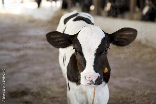 Fényképezés young black and white calf at dairy farm. Newborn baby cow