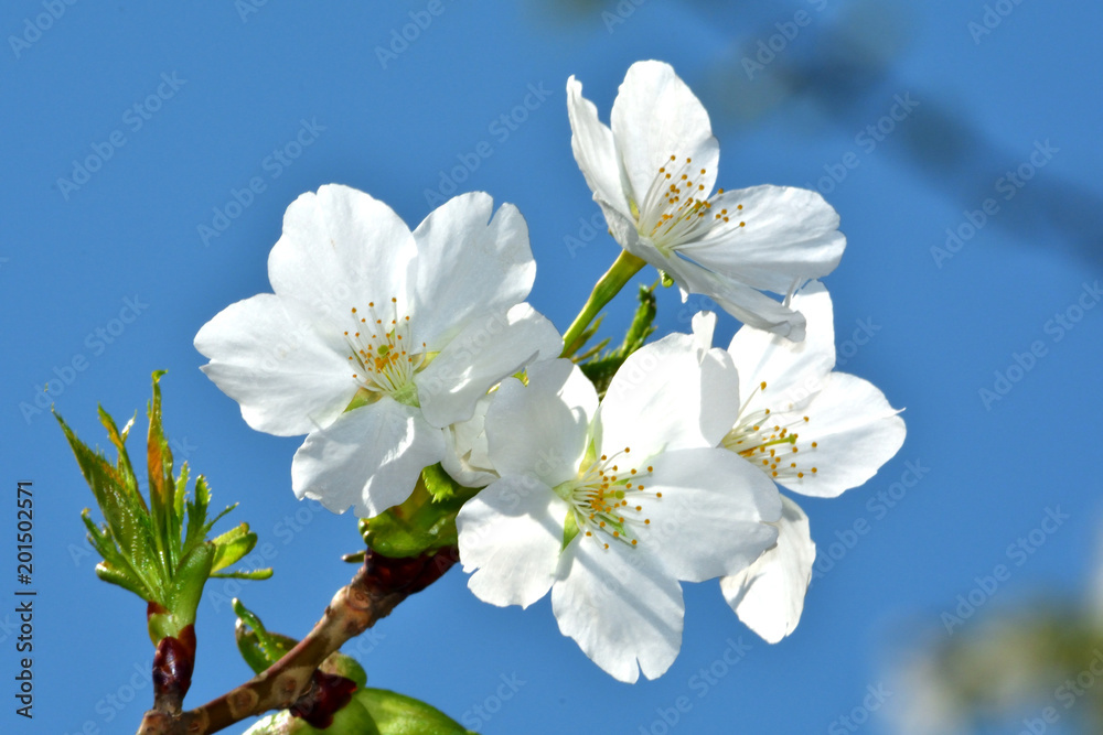 大島桜（オオシマザクラ）/葉が出てから花が咲く。食用に成る葉の色が黄緑であるため山桜と区別できる。数千本の中なら最も良い花を咲かせる木を厳選して撮影。