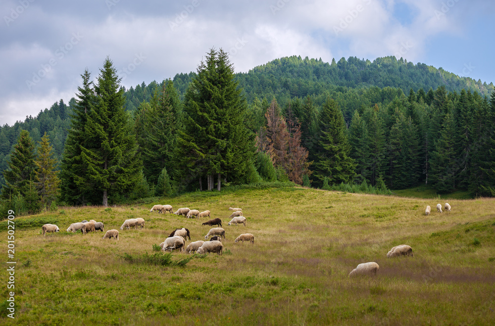 Fototapeta premium Herd of Sheeps on a green grass pasture