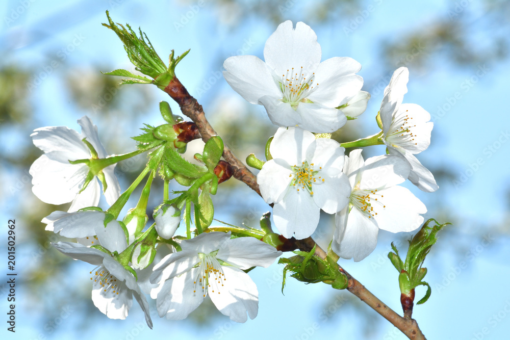 大島桜 オオシマザクラ 葉が出てから花が咲く 食用に成る葉の色が黄緑であるため山桜と区別できる 数千本の中なら最も良い花を咲かせる木を厳選して撮影 Stock 写真 Adobe Stock 大島桜 オオシマザクラ 葉が出てから花が咲く 食用に成る葉の色が黄緑であるため山桜と区別できる 数千本の中なら最も良い花を咲かせる木を厳選して撮影 Stock 写真 Adobe Stock
