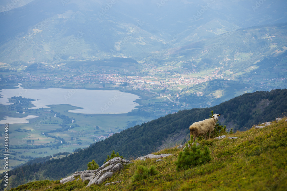 Lonely sheep in a mountains of Montenegro